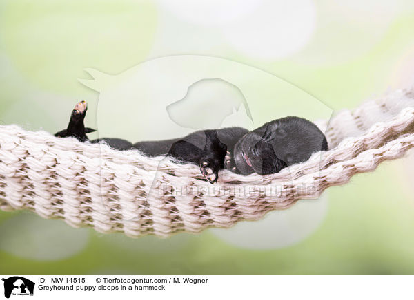 Greyhound puppy sleeps in a hammock / MW-14515