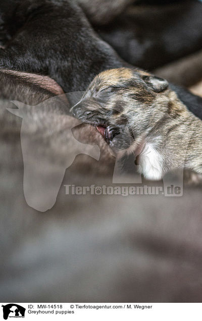 Greyhound puppies / MW-14518