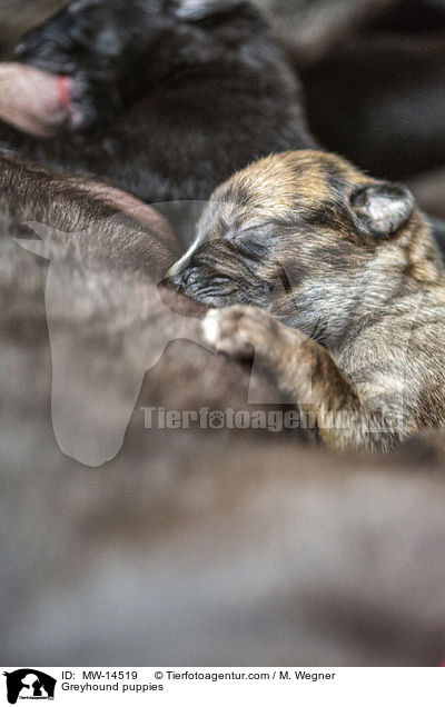Greyhound puppies / MW-14519