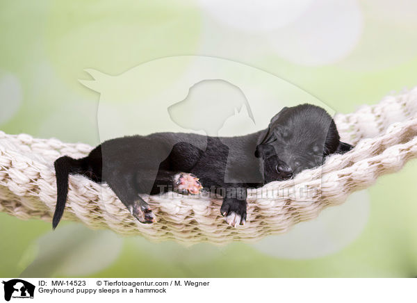 Greyhound puppy sleeps in a hammock / MW-14523