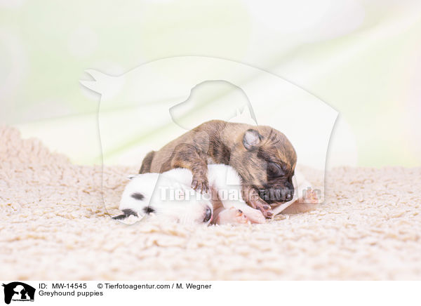 Greyhound Welpen / Greyhound puppies / MW-14545