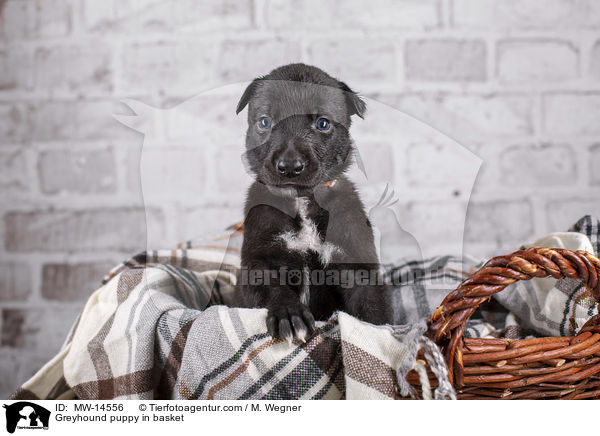 Greyhound puppy in basket / MW-14556