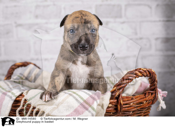 Greyhound puppy in basket / MW-14580