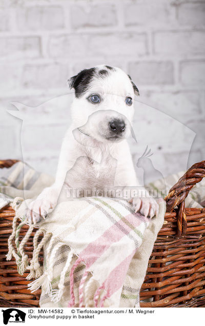 Greyhound puppy in basket / MW-14582