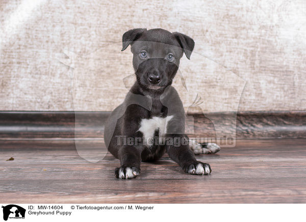 Greyhound Puppy / MW-14604