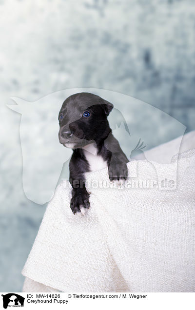 Greyhound Puppy / MW-14626
