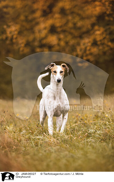 Greyhound / JAM-06027