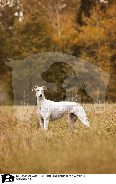 Greyhound / JAM-06028