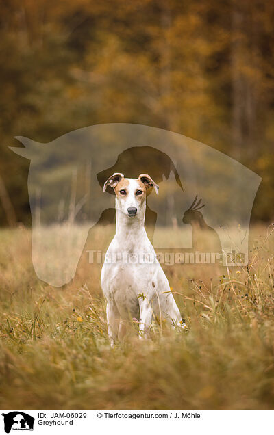 Greyhound / JAM-06029