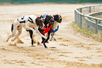 Greyhounds