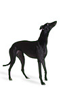 sighthound
