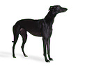 sighthound