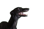 sighthound portrait