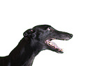 sighthound portrait