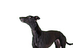 sighthound portrait