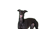sighthound portrait
