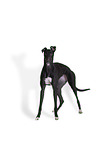 sighthound