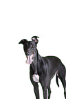 sighthound portrait