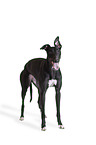 sighthound
