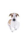 sighthound puppy