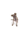 sighthound puppy