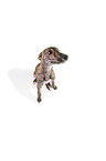 sighthound puppy
