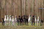 sighthounds