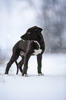 Greyhound puppy in the snow
