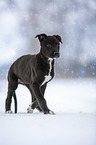 Greyhound puppy in the snow