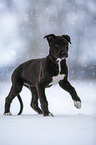 Greyhound puppy in the snow