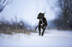 Greyhound puppy in the snow