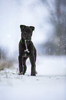 Greyhound puppy in the snow