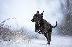 Greyhound puppy in the snow