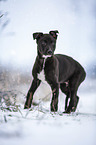 Greyhound puppy in the snow