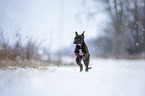Greyhound puppy in the snow