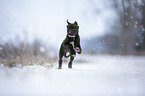 Greyhound puppy in the snow