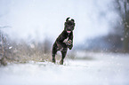 Greyhound puppy in the snow