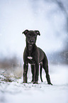 Greyhound puppy in the snow