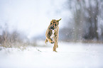 Greyhound puppy in the snow
