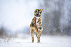 Greyhound puppy in the snow