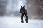 Greyhound puppy in the snow