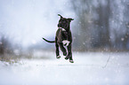 Greyhound puppy in the snow