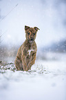 Greyhound puppy in the snow