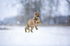 Greyhound puppy in the snow