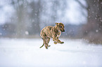 Greyhound puppy in the snow