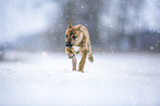 Greyhound puppy in the snow