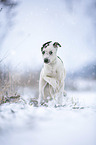 Greyhound puppy in the snow