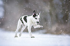 Greyhound puppy in the snow