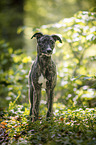 young Greyhound in the forest