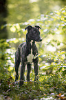 young Greyhound in the forest